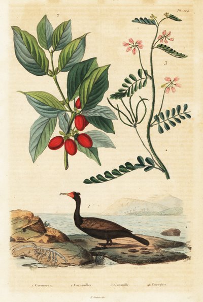 Cormorant, Cornelian Cherry and Scorpion Vetch (engraving) by Auguste Dumenil