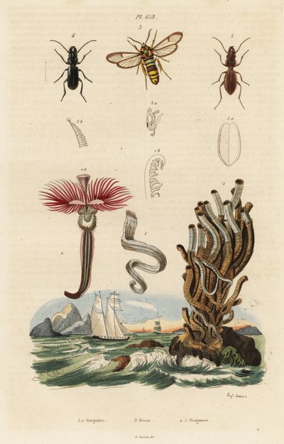 Plume worm, hornet moth and beetles by Auguste Dumenil