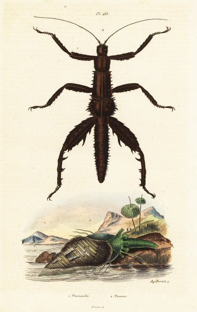 Thorny Devil Walking Stick and Australian Pheasant Shell by Auguste Dumenil