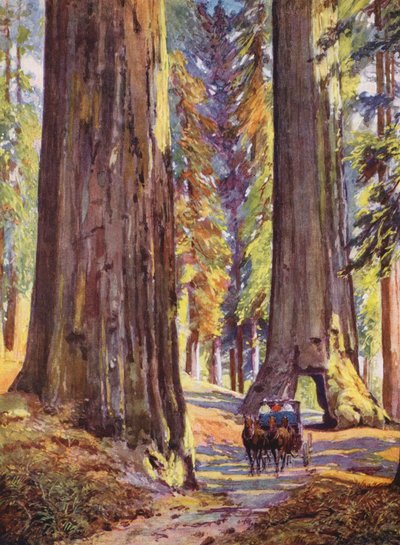 Arbres Geants de Californie, Etats-Unis by Auguste Gerardin