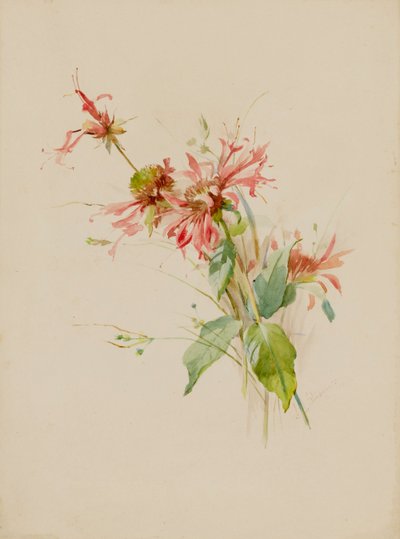 Bergamot or Bee Baum by Austa Densmore Sturdevant