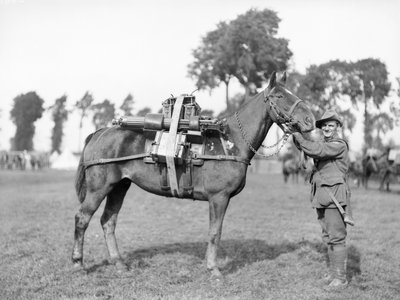 An Australian soldier with a pack horse loaded with a machine gun at the Australian Pack Training School at Morbecque, 29 August 1917 by Australian Photographer