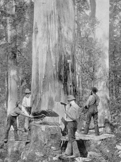 Felling a Blue-Gum Tree in Huon Forest, Tasmania, c.1900, from 