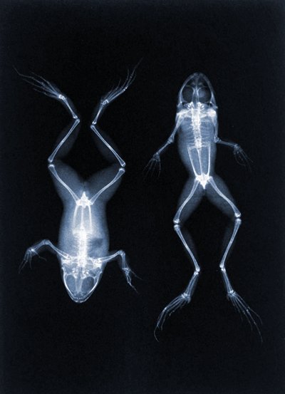 An early X-ray photo of frogs by Joseph Maria Eder, 1896 by Austrian School
