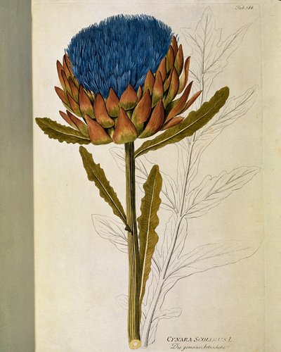 Botanical: Artichoke (Cynara scolymus) by Austrian School