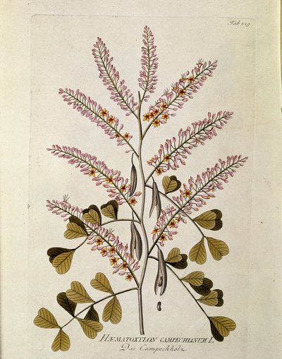 Botanical: 