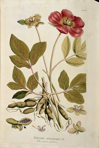 Botanical: Peony Officinale (Poeonia officinalis) by Austrian School