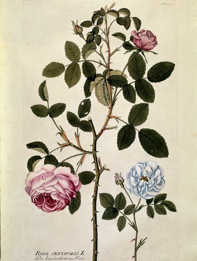 Botanical: Rose with a Hundred Leaves (Rosa centifolia) by Austrian School
