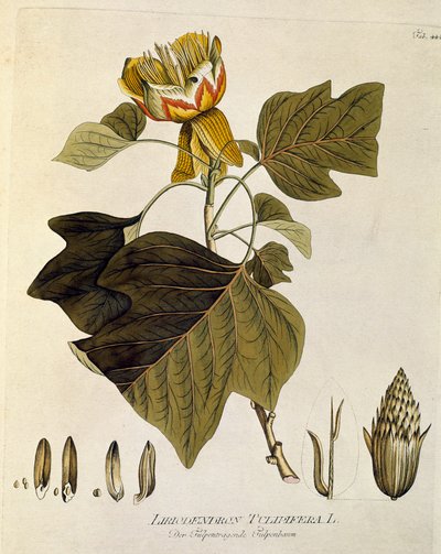 Botanical: Tulip Tree of Virginia by Austrian School