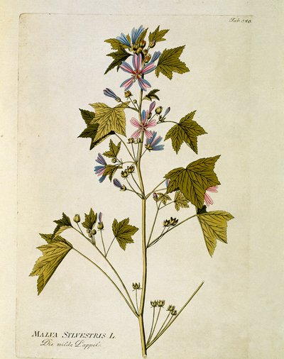 Botanical: 