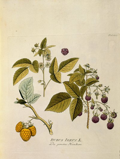 Botanical: Raspberry by Austrian School