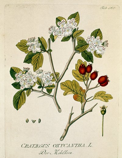 Botanical: Spinous Aubepine (Crataegus oxycantha) by Austrian School