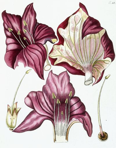 Figure 18, from "Collectanea ad Botanicam, Chemiam, et Historiam Naturalem spectantia, cum figuris", 1786-1796 by Austrian School
