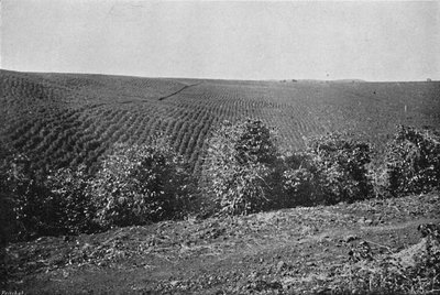 Coffee Plantation by Axel Frick