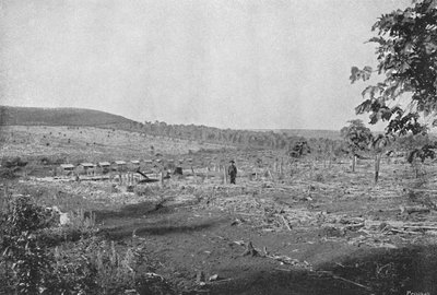 New Coffee Plantation by Axel Frick