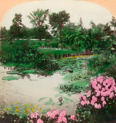 Lily Pond, Tower Grove Park, St. Louis, Mo., U.S.A. by B. L. Singley