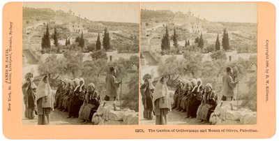 The garden of Gethsemane and the Mount of Olives, Palestine, 1898 by B. W. Kilburn
