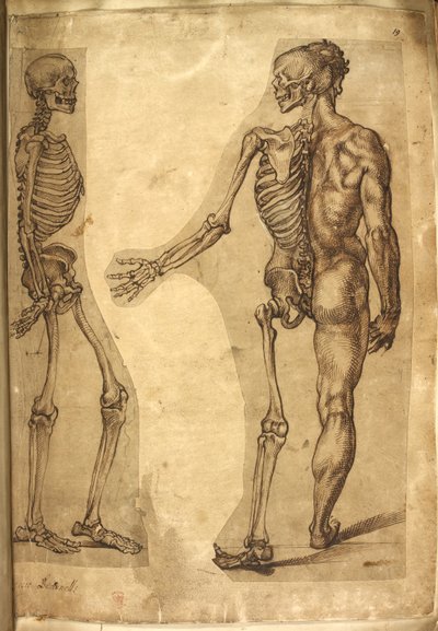 Human Skeleton and Half Figure, from Various Anatomical Drawings of Men and Animals by Baccio Bandinelli