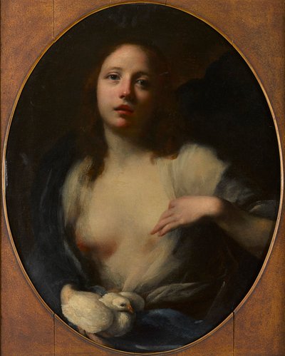 Young Girl with White Dove by Baldassare (1611 89) Franceschini