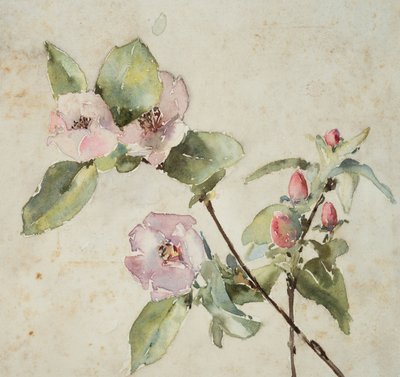 Branches of Pink Flowers by Barbara Leigh Smith Bodichon