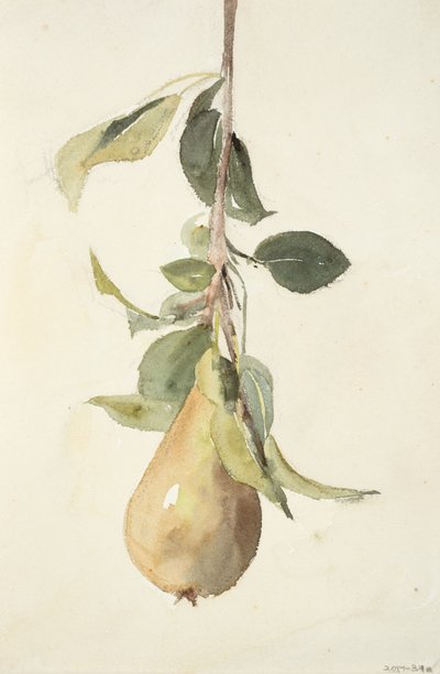 Pear by Barbara Leigh Smith Bodichon