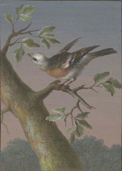 Snow Bunting (series title: Four Gouaches of Birds) by Barbara Regina Dietzsch