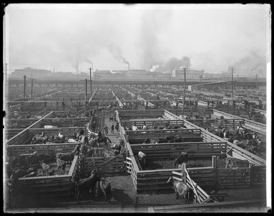 Cattle Pens at Union Stock Yards, Chicago, Illinois, USA (c.1900) by Barnes and Crosby