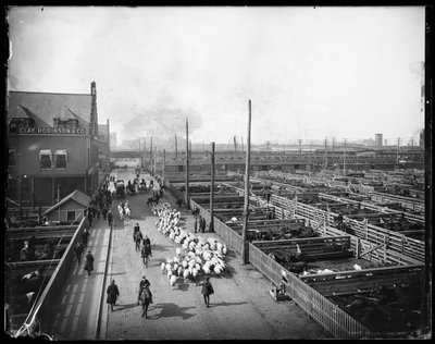 Union Stock Yards, Chicago, Illinois, USA, c.1910 by Barnes and Crosby