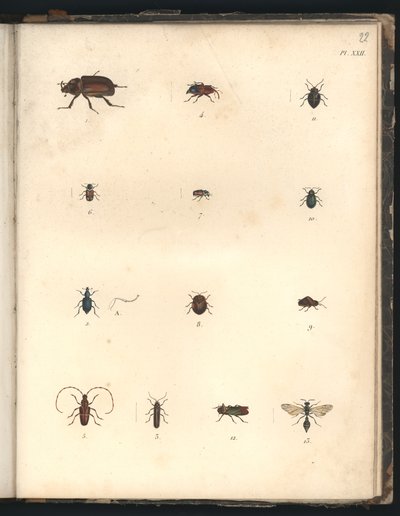 Beetles and Wasps, Pl.XXII, Illustration from 