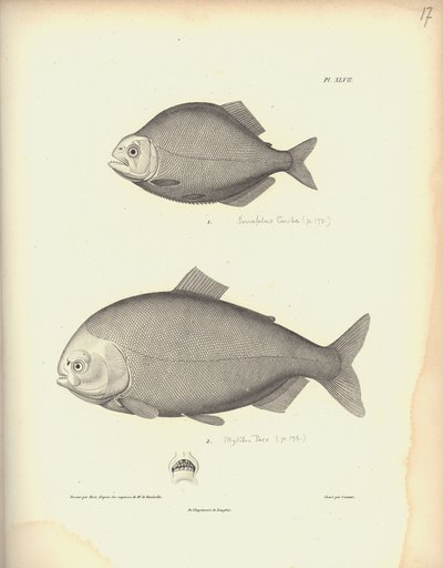 Characidae, Pl. XLVII, steel engraved by Coutant after an engraving by Nicola Huet, illustration from 