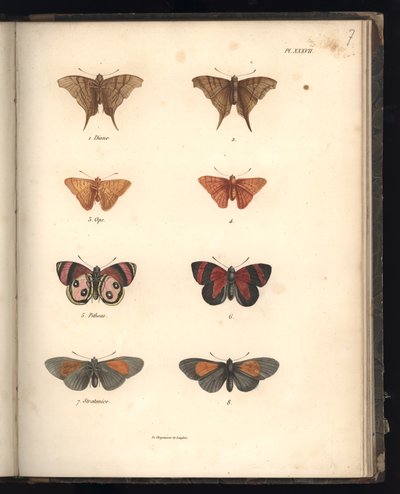 Lepidoptera, Pl. XXXVII, Illustration from 
