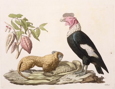 Lion monkey and condor, native to Chile or Ecuador, from 