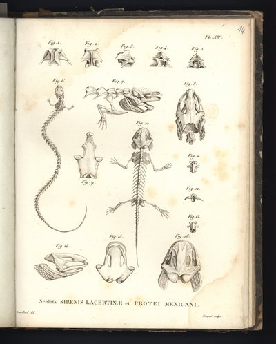 Sceleta Strenis Lacertinae et Protei Mexicani, Plate XIV, Osteology of the Sirenomelia and Axolotl by Baron Friedrich Alexander von Humboldt