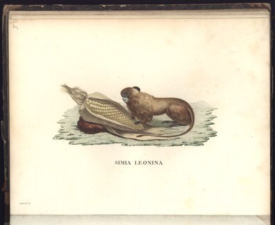 Simia leonina, Pl.V, illustration from Beobachtungen aus der Zoologie und Vergleichenden Anatomie gesammelt auf einer Reise nach den Tropen-Ländern des neuen Kontinents, in den Jahren 1799, 1800, 1801 by Baron Friedrich Alexander von Humboldt