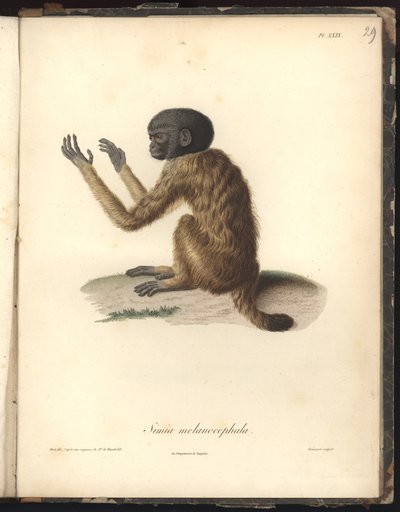 Simia melanocephala, Pl. XXIX, steel engraved by Louis Bouquet (1765-1814) after an engraving by Nicola Huet (1770-1827), illustration from Recueil d