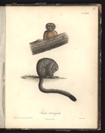 Simia trivirgata, Pl.XXVIII, steel engraved by Louis Bouquet after an engraving by Nicola Huet, illustration from 