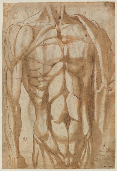Study of a Flayed Torso by Bartolommeo da Arezzo