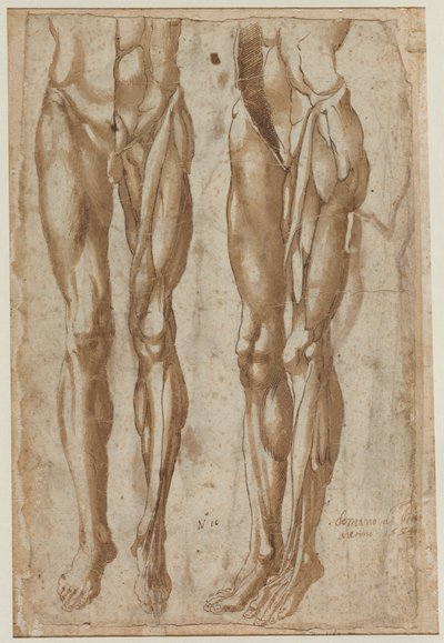 Two Studies of a Flayed Man by Bartolommeo da Arezzo
