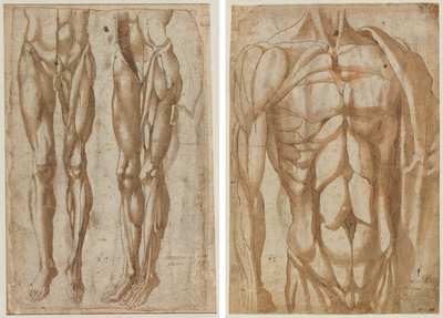 Two Studies of a Flayed Man (recto) Study of a Flayed Torso (verso) by Bartolommeo da Arezzo
