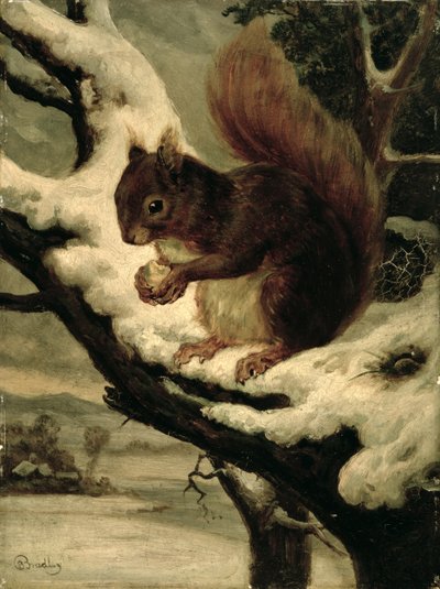 A Red Squirrel Eating a Nut by Basil Bradley
