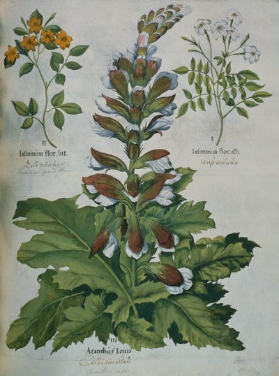 A Leaf from Besler