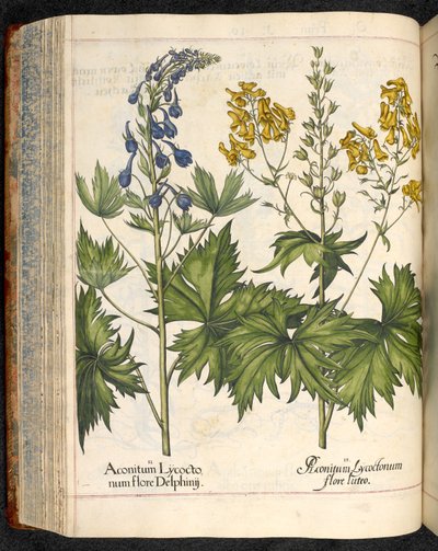 Aconitum lycoctonum (Wolfsbane) from Hortus Eystettensis, Basilius Besler by Basilius Besler