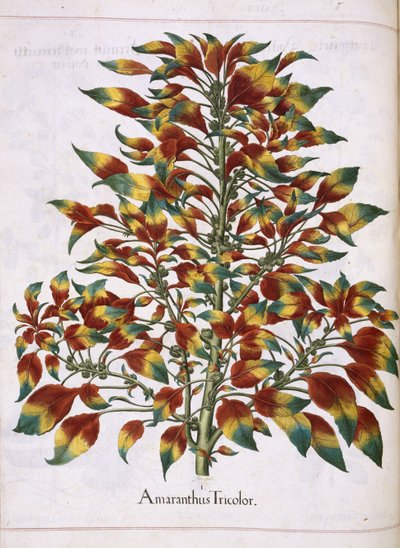 Amaranthus Tricolor, from 