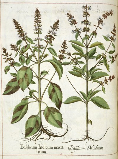 Basil, from 