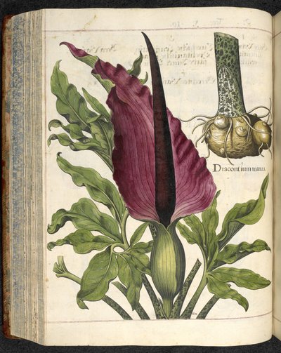 Dracontium Maius, illustration from 