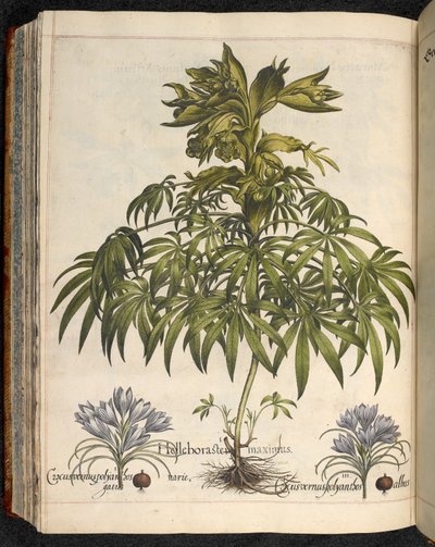 Helleboraster Maximus, from Hortus Eystettensis, by Basilius Besler by Basilius Besler