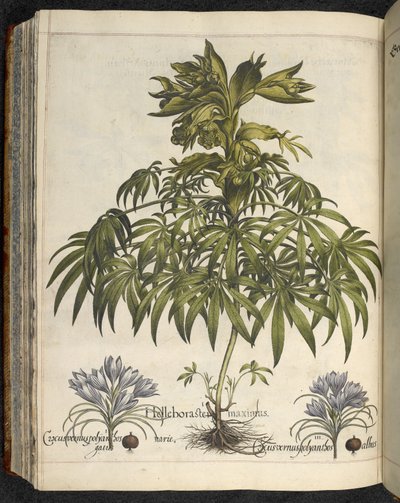 Helleborus, Illustration from 