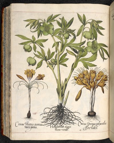 Helleborus Niger, Crocus Vernus, from Hortus Eystettensis, by Basilius Besler by Basilius Besler