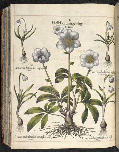 Helleborus niger, Illustration from 