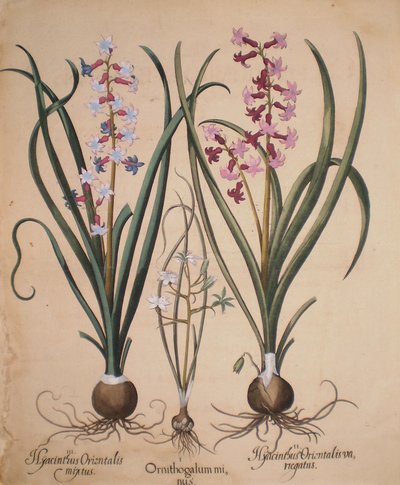 Hyacinthus orientalis mixtus, Ornithogalum minus, Hyacinthus orientalis variegatus by Basilius Besler